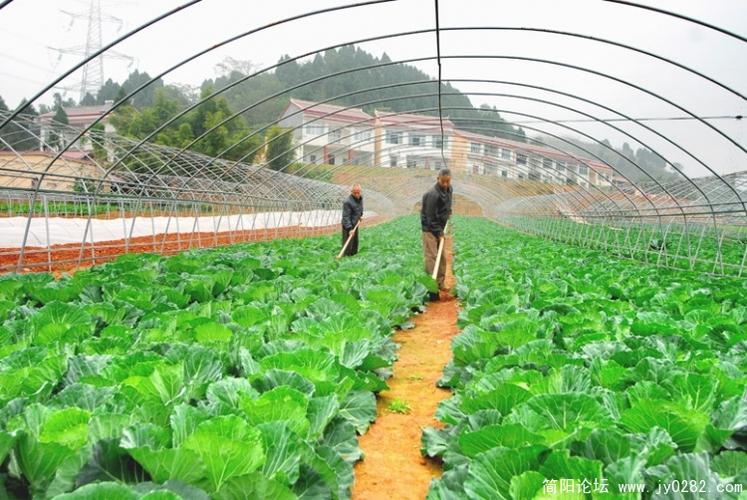 简阳市石桥镇深湾村的现代农产品生产基地__大棚蔬菜