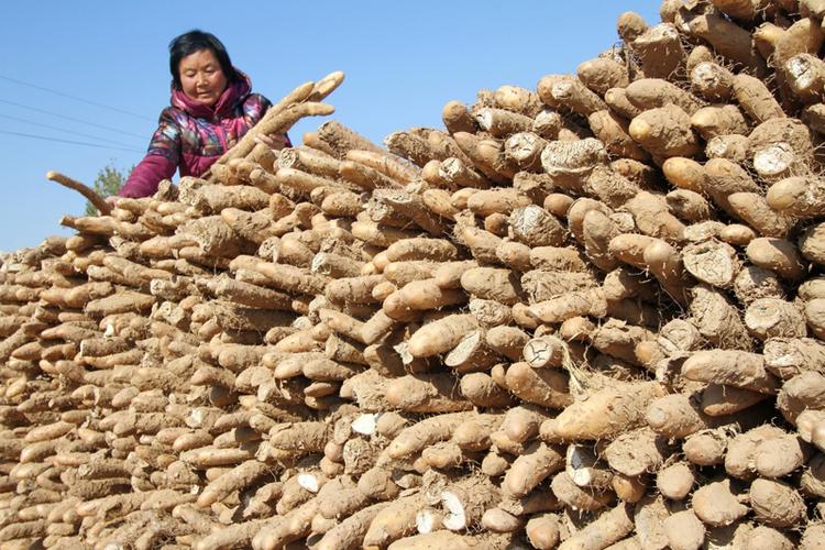 11月17日,邯郸市肥乡区毛演堡乡王焦寨村农民在整理收获的山药.